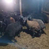 ۳۳راس بره پروری|حیوانات مزرعه|هشترود, |دیوار