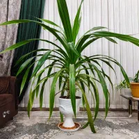 گل پاندانوس سالم و زیبا|گل و گیاه طبیعی|نیشابور, ده حلاج|دیوار