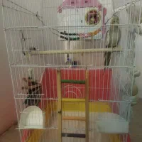 عروس هلندی مولد|پرنده|کوهدشت, |دیوار