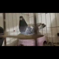 گوگ|پرنده|آغاجاری, |دیوار