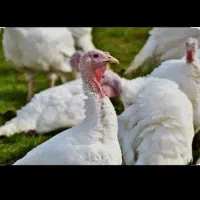 بوقلمون گوشتی زنده