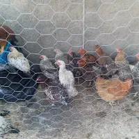 مرغ تخمی|حیوانات مزرعه|سبزوار, باهنر|دیوار