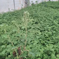 نهال گل محمدی کاشان،قمصر،نیاسر و اردهال