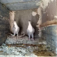یک جفت ریش سبز