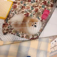 سگ پامرانین|سگ|اندیشه, شهرک مریم|دیوار