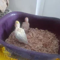 جوجه عروس هلندی