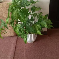 گل سینگونیوم