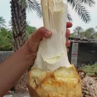 قطع درخت نخل رایگان