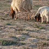 میش تره بور جوان جمل زا