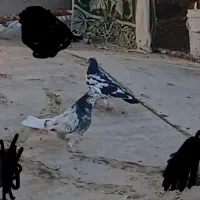 گمشده|اشیا|کاشان, امام خمینی|دیوار