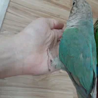 گرینچیک پاین اپل
