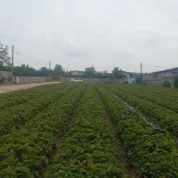 فروش سیم کارت اعداد پرتکرار و قرینه. 09111101136