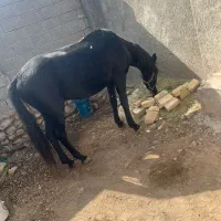 اسب ترکمن|اسب و تجهیزات اسبسواری|کوه چنار, |دیوار