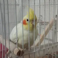 عروس هلندی ماده