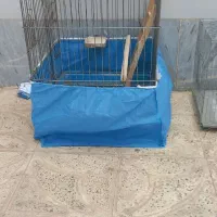 قفس طوطی سان