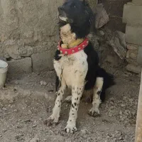 فروش دو قلاددو قلاده سگ