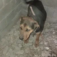 توله سگ روتوایلر نژاد دار ماده ۱۰ ماهه واکسن زده|سگ|خوش‌رودپی, |دیوار