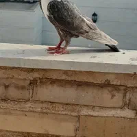کبوتر کلاغ