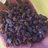 کشمش آفتابی و مویز تاکستان|خوردنی و آشامیدنی|تهران, خلیج فارس|دیوار