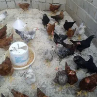 جوجه محلی