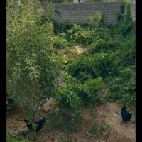 خروس فروشی