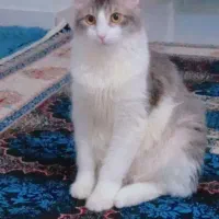 اسمش اقای لئو هست قشنگ اسمشو میدونه|گربه|رشت, شهرک شهید مفتح|دیوار