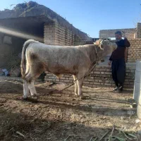 گوساله شاروله اصل