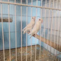 طوطی بریزیلی مولد تضمینی