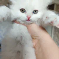 خرید گربه پرشین دال فیس