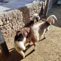 بره قوچای پلنگی و افشاری