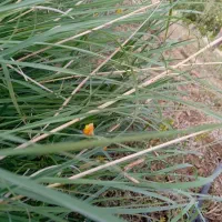 تعدادی مدارک گم شده