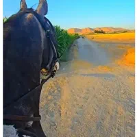 سوارکاری و گشت