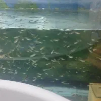 ماهی گپی کپی