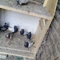 کفتر دونه ای 3500