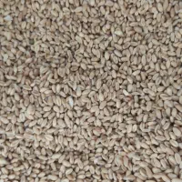 گندم|عمدهفروشی|خوی, |دیوار