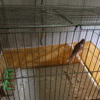 قناری دارچینی