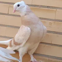 دوتا مفلق ابلغ زرد پرشی