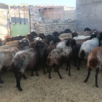 ۵۰ راس میش فروشی