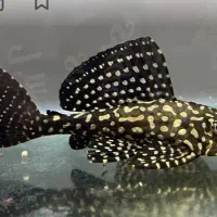 لجنخوار اسپرت بزرگ‌و کوچک|ماهی|تبریز, |دیوار