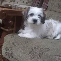 فروش سگ شیتزو تریر