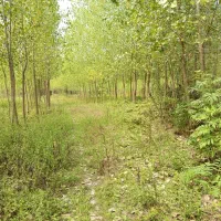 فروش زمین باغی