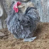 تخم نطفه دار کوشین و ابریشمی