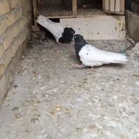 یک جفت کله ای و یا نرم کله الماسی