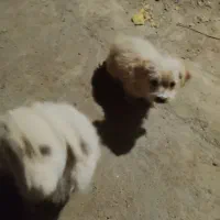 دو عدد توله سگ شیتوز|سگ|سبزوار, شرق کال میانی|دیوار