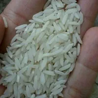 برنج درجه یک هاشمی مستقیم از شالیزار