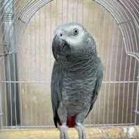 فروش کاسکو ( اهلی خانگی با شناسنامه و تعیین جنسیت)