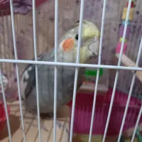 عروس هلندی نر|پرنده|صحنه, |دیوار