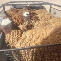 فروش دام زنده