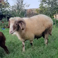 بره نر گوشتی|حیوانات مزرعه|نوشهر, |دیوار