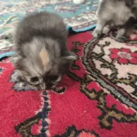 دو عدد گربه پرشین  سیاه طوسی